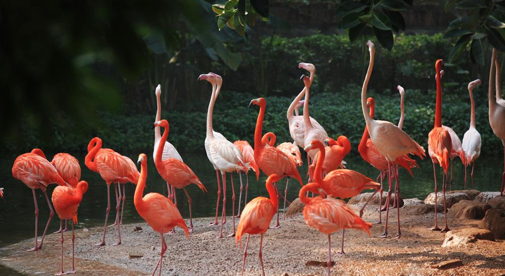 国庆长隆动物园人多吗,广州长隆香江野生动物园国庆