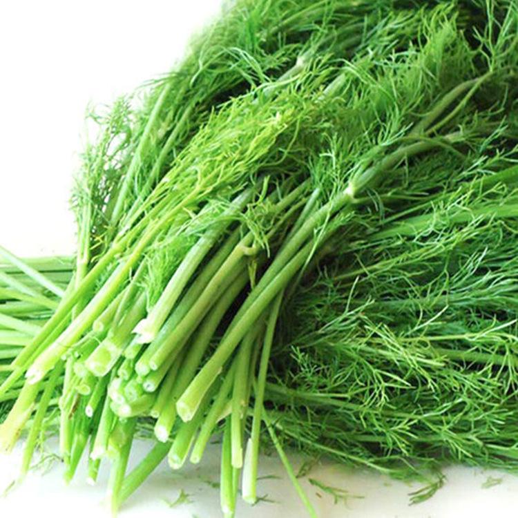 小茴香种植高产技术,小茴香怎么种植才能长得好