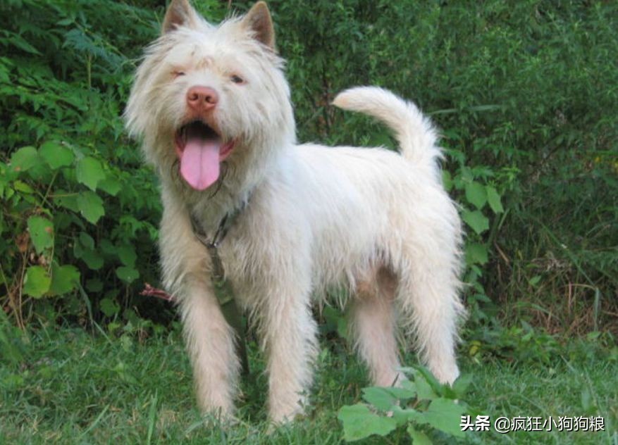 战斗力最强的土狗是什么品种,这40种土狗其实都是超酷的品种犬