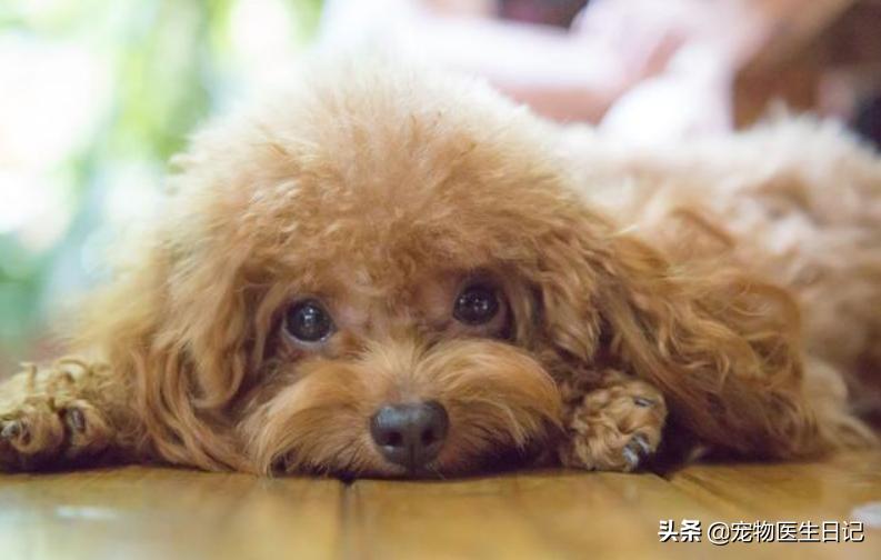 犬疥螨的诊断与治疗参考文献,犬疥螨症状治疗药物成分