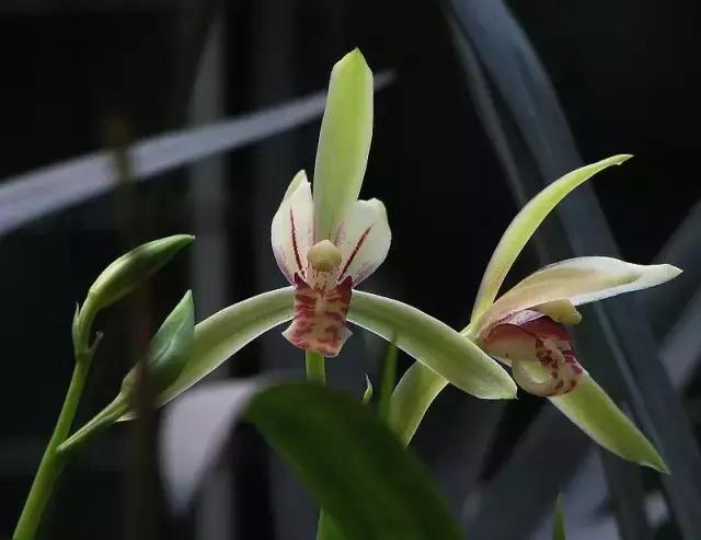 种植兰花叶片有虫怎么办,兰花生病防治小妙招