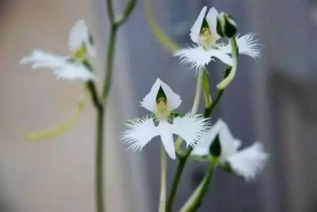 世界顶级奇花异卉,最美奇花异卉