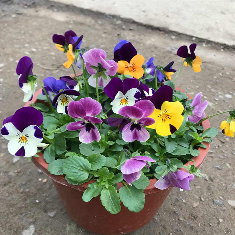 好养的盆栽花卉大全,人养花花