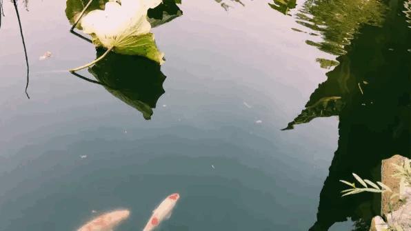 听,夜莺一直在歌唱(十四)