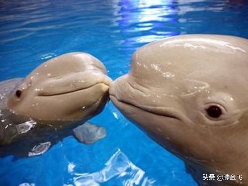 青岛极地海洋和海底世界哪个更好,青岛极地海洋和海底世界哪个好玩