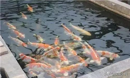 养锦鲤的十大注意事项,养锦鲤的10大忌