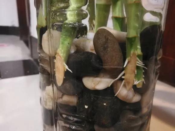 家里养的富贵竹,突然就烂根了,3种正确处理方式,预防烂根