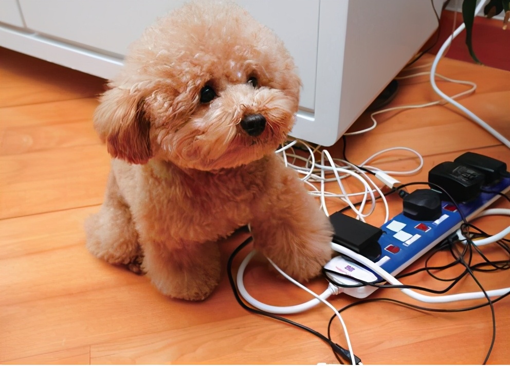 狗狗爱咬鞋子怎么制止,防止狗狗咬电线的方法