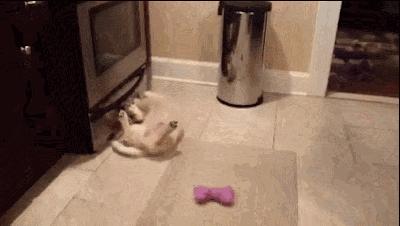 金毛买回家一周后细小去世，幼犬养护这回事，究竟要多少错误来还