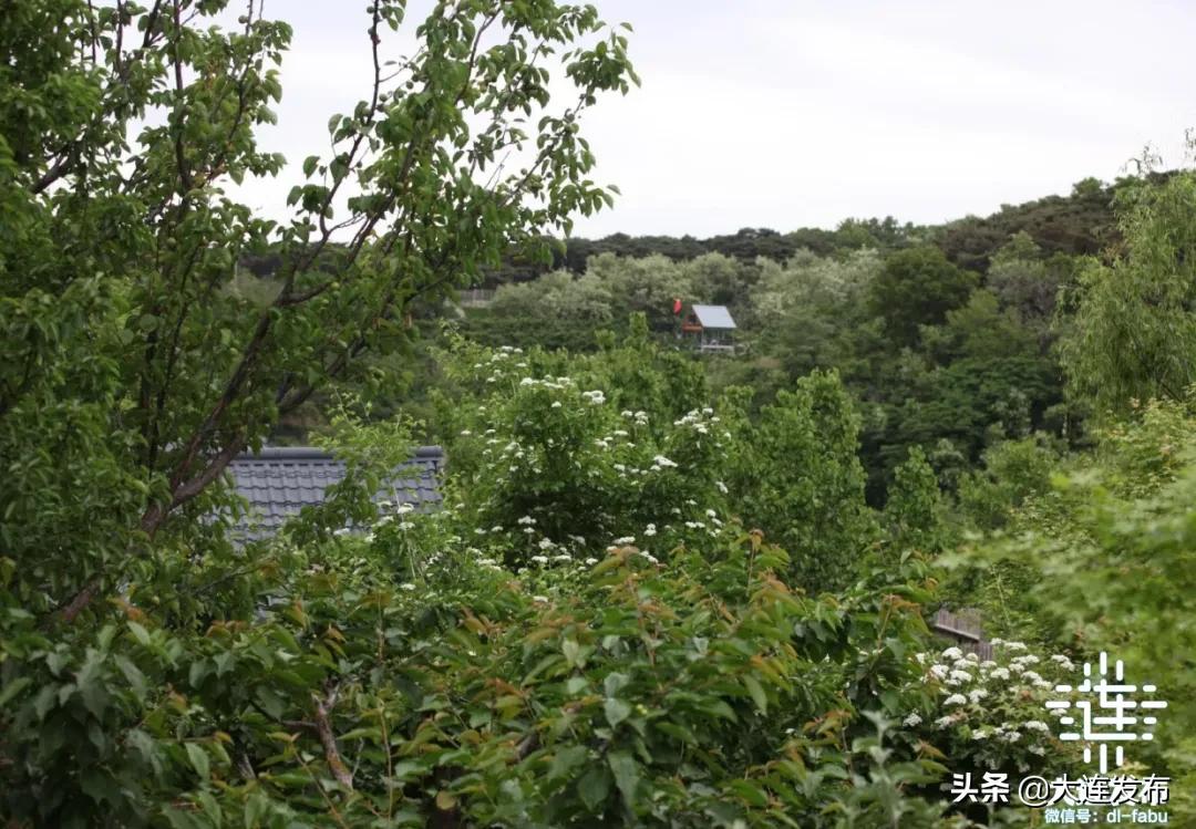 大连最美赏槐露营地,槐之乡露营地