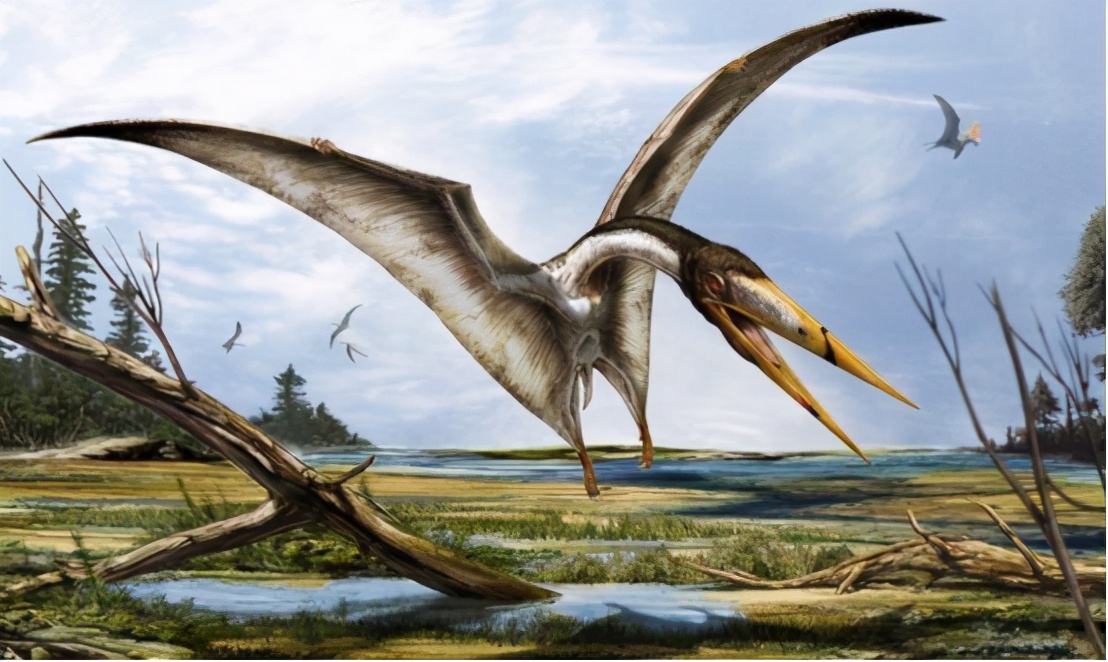 会滑翔猴子有哪些种类,会滑翔的小猴子