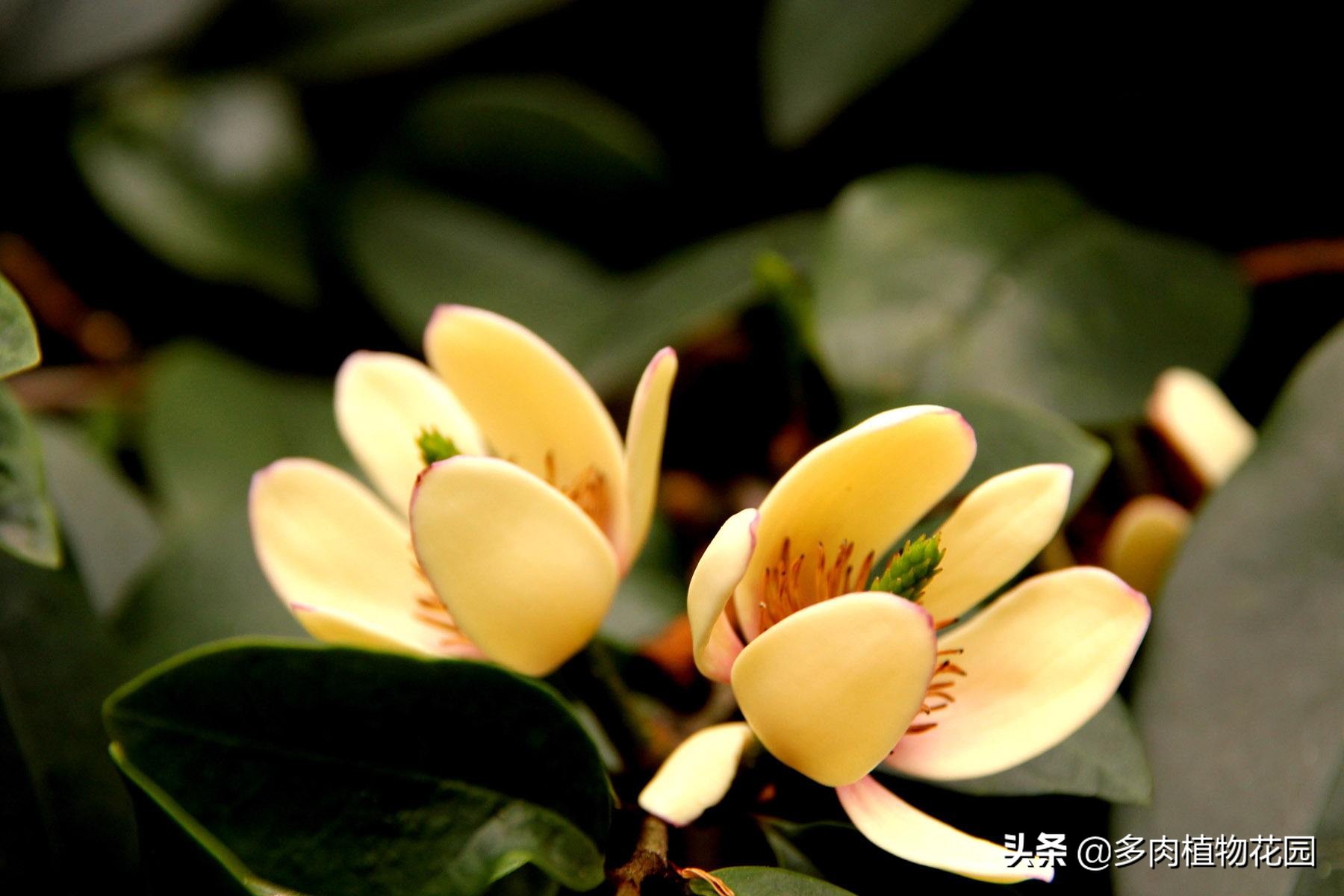 含笑花怎么养,含笑新叶黄薄正常吗