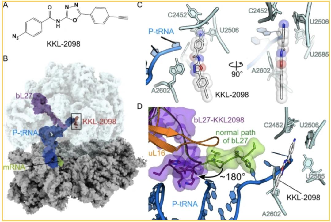 最新!*病治性疗**迎来新突破,MBX-4132或可治愈淋病