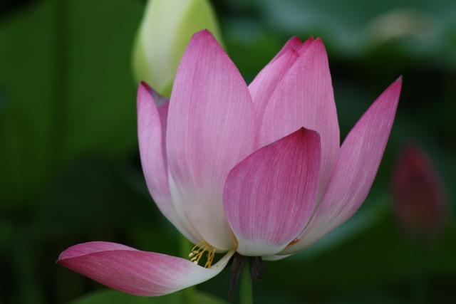 怎样才能遇见好领导,领导必学的5个技巧是什么