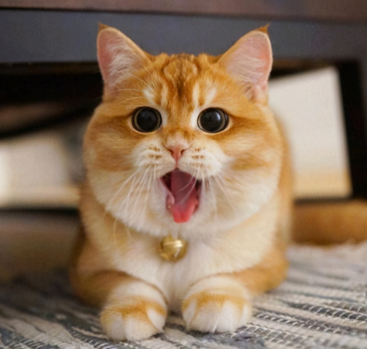 家里养一只英国短毛猫,英国短毛猫和美国短毛猫哪个好养