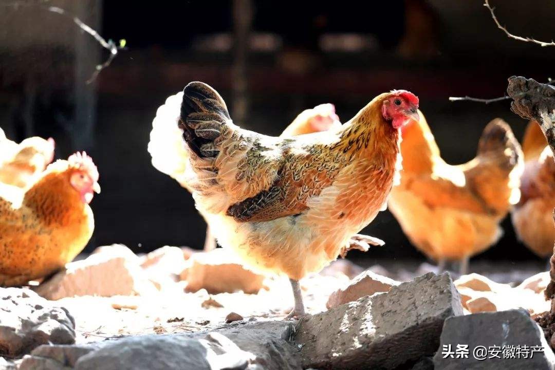 安徽合肥十大特产有哪些,合肥特产有哪些好吃的