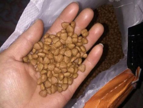 泰迪吃了发霉的狗粮不适怎么办,泰迪吃什么会导致肾衰竭