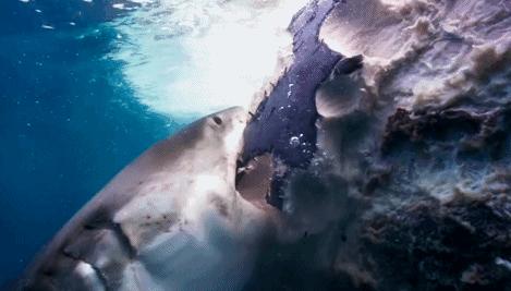 科学家发现喉咙深处有个神秘器官,巨型章鱼的肚子里长啥样