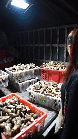 疯狂的松茸,疯狂的野生菌