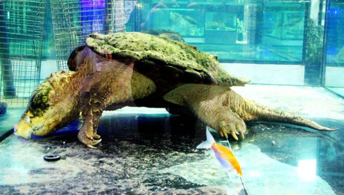 不同国家的凶猛鳄龟,真正的远古鳄龟