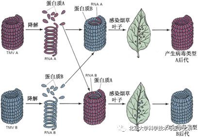 世界第一例病毒是什么,第一个病毒是怎么诞生的