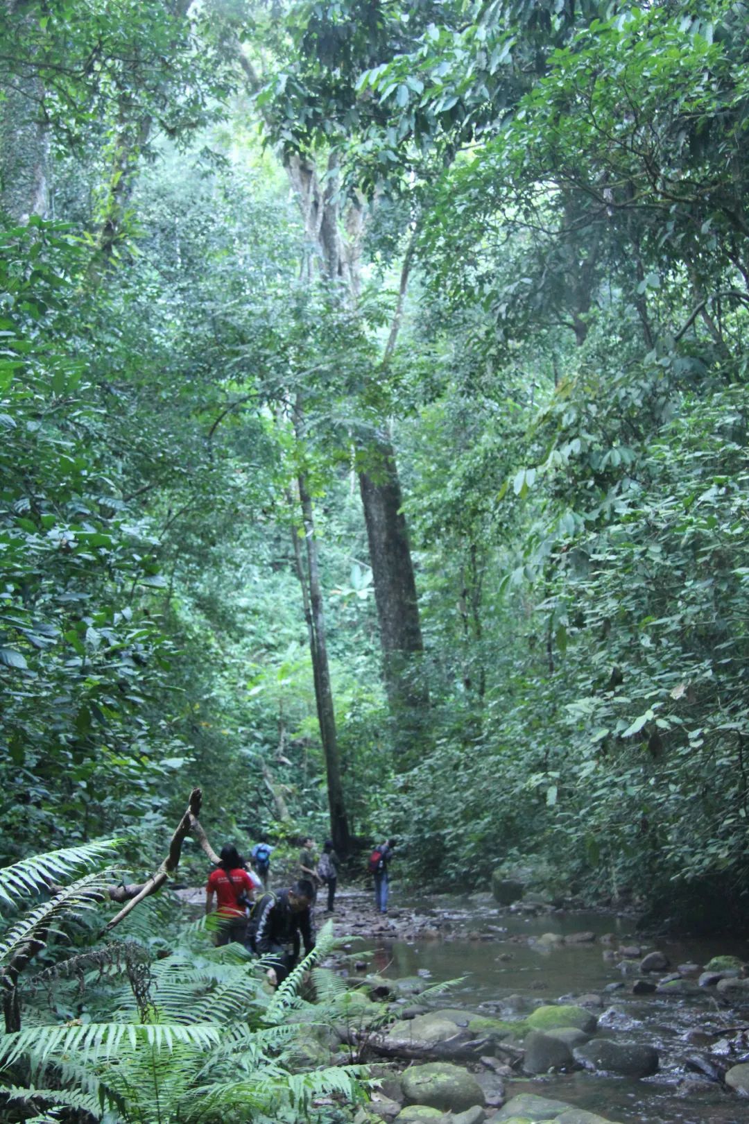 消失30年的寄生花再现,绝迹重生40