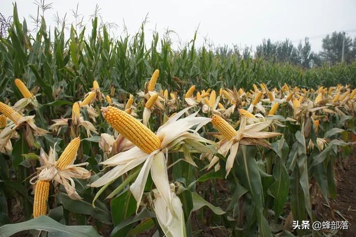 稻谷储存用什么防出米虫,玉米怎么储存才不会长虫