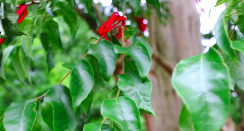 价值连城的紫薇古树,贵州千年紫薇树