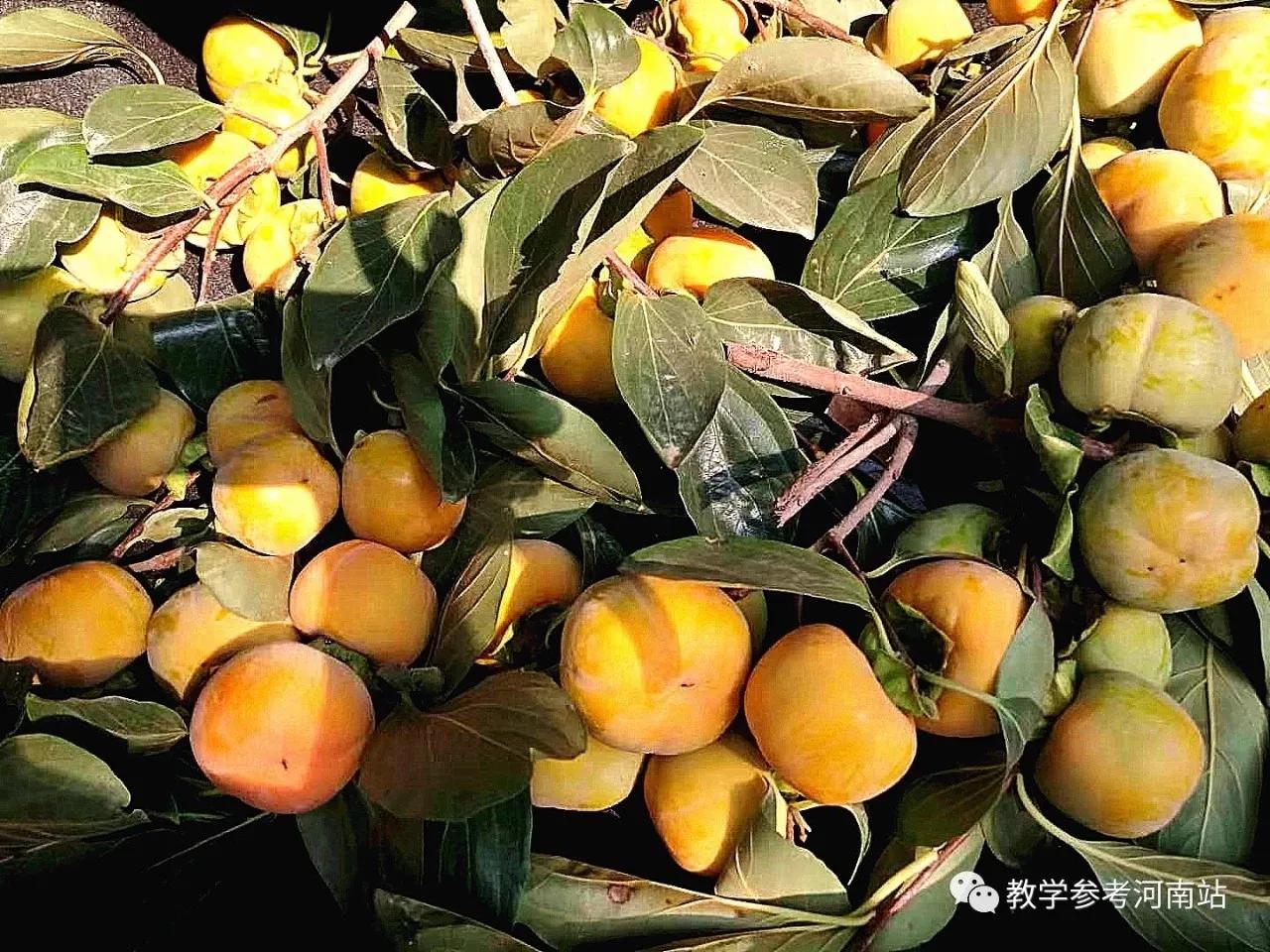 回村摘柿子,下午摘柿子回来