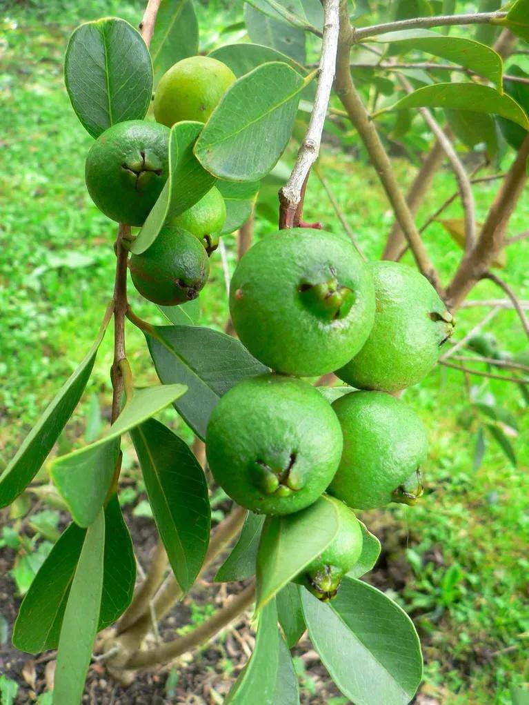 80后90后农村儿时零食野果,在海南儿时吃的野果还记得几种