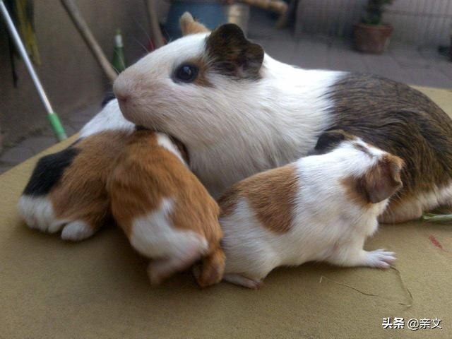 老鼠养殖致富项目,养老鼠发家致富