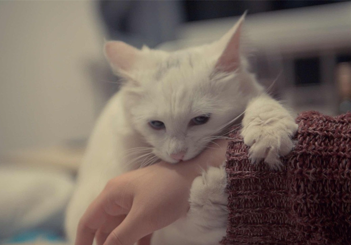 猫静电吸灰小妙招,冬天撸猫有静电怎么办