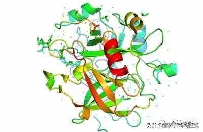 乳清蛋白和乳铁蛋白植物蛋白区别,植物蛋白和乳清蛋白的区别哪个好