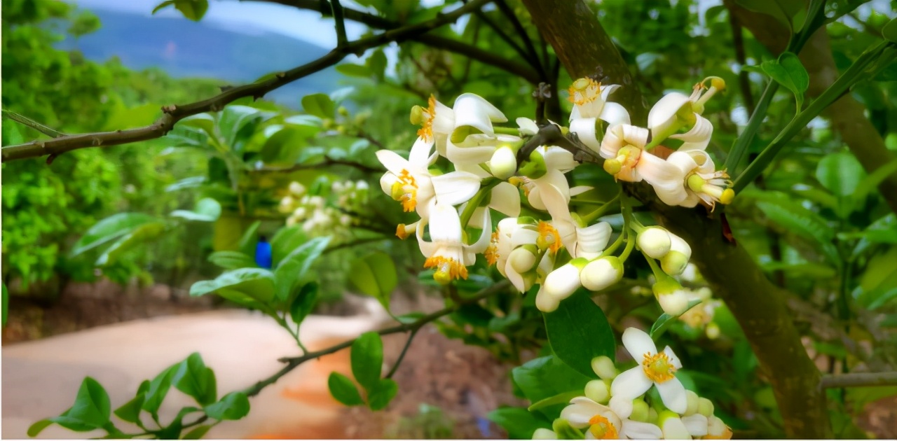 广东化州美华橘红,化州平定橘红花观赏点