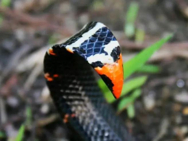 每天认识一条鱼,每天认识一种狗