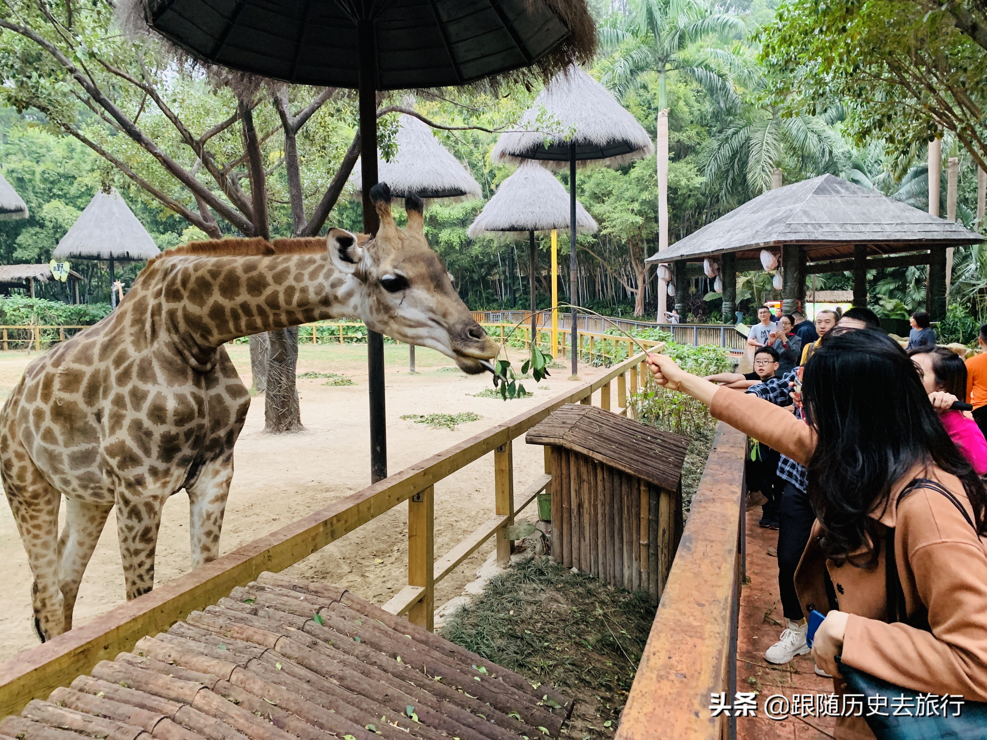 广州长隆水动物世界看大熊猫攻略,广州长隆动物园里的熊猫萌萌
