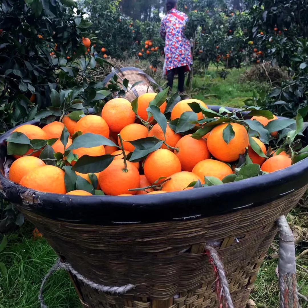 家乡的果子,家乡特产果子图片