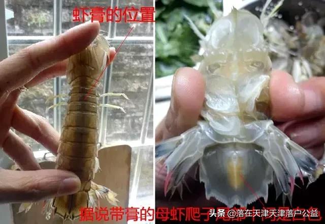 开海了怎么选海鲜,开海了囤点什么海鲜合适