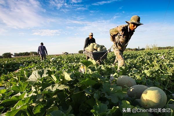 正宗新疆哈密瓜越大越好吃吗,哈密瓜新疆新鲜现摘
