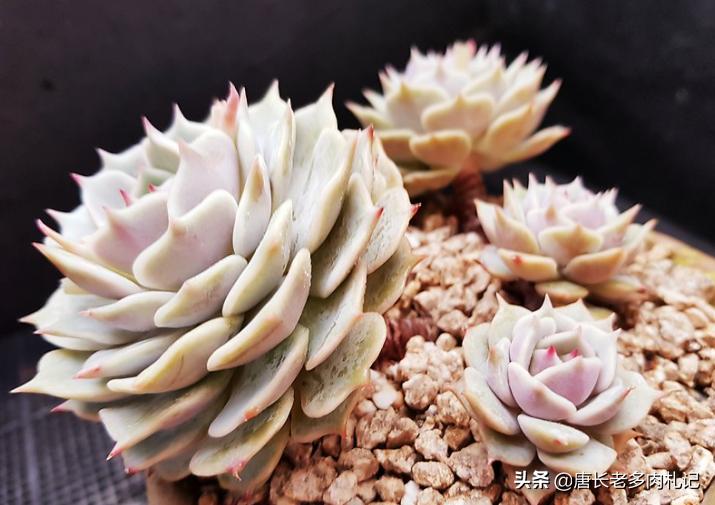 露娜莲多肉怎么出颜色,多肉露娜莲的养护方法