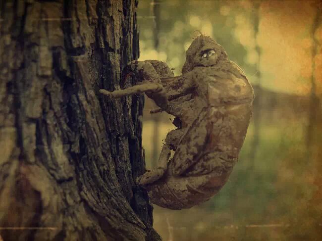 机器铃砍菜刀原版视频,机器铃砍菜刀啥意思