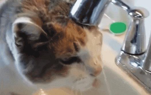 猫咪能明白人在哭吗,猫咪长大了一点为什么还总是叫