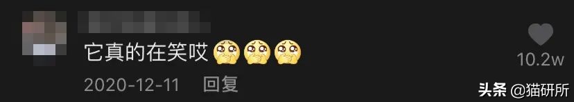 猫咪会笑吗表情,猫咪会笑