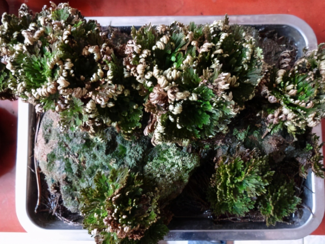 农村山上的佛手草,佛手树枯叶了如何救活