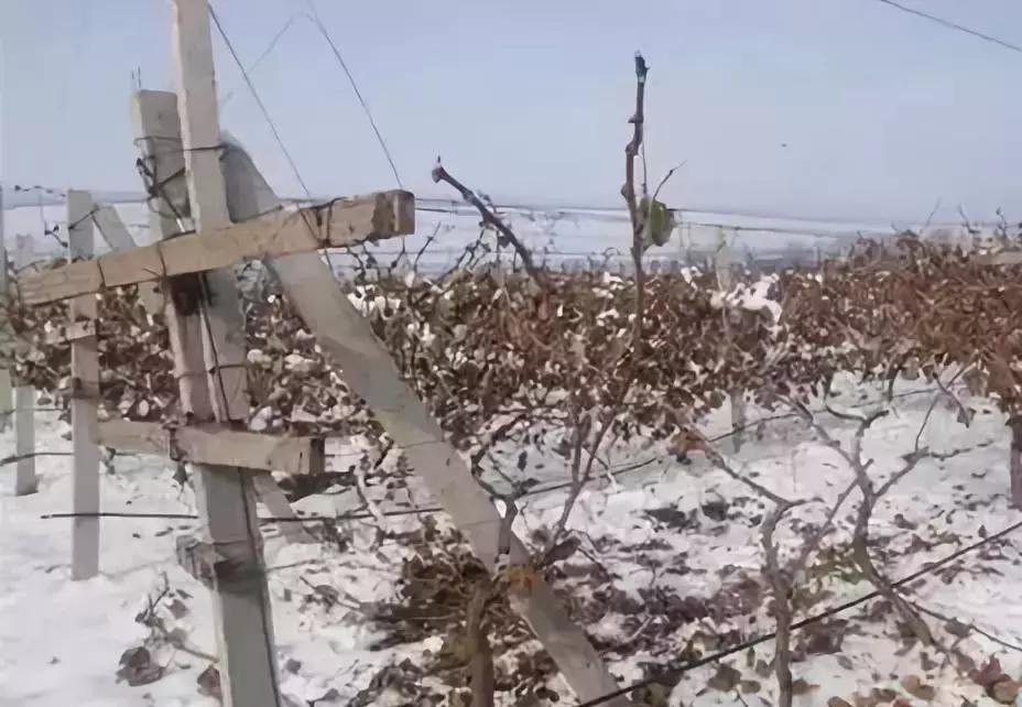 春季葡萄怎么防冻害,葡萄苗冬天会冻死怎么办