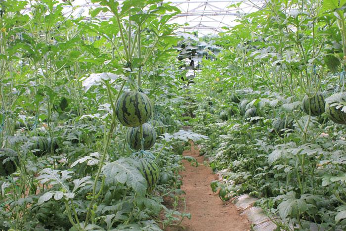 西瓜枯萎病根腐病怎么治,西瓜菌核病图片大全