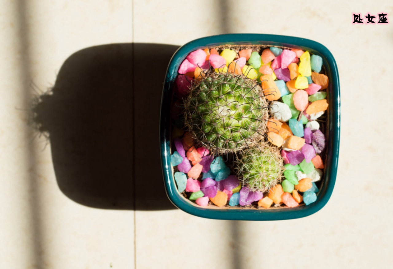 天蝎女和摩羯男一物降一物,能把天蝎女照顾得最好的星座男