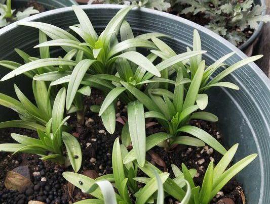 养花指南香水百合,香水百合怎么养花不容易枯萎