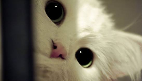 官方辟谣猫和老鼠,猫咪对人的友好表现是什么