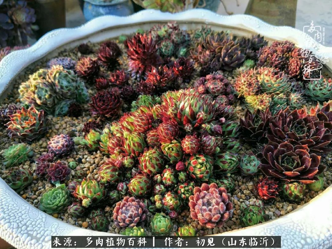 四季颜值在线的多肉,多肉的每一天